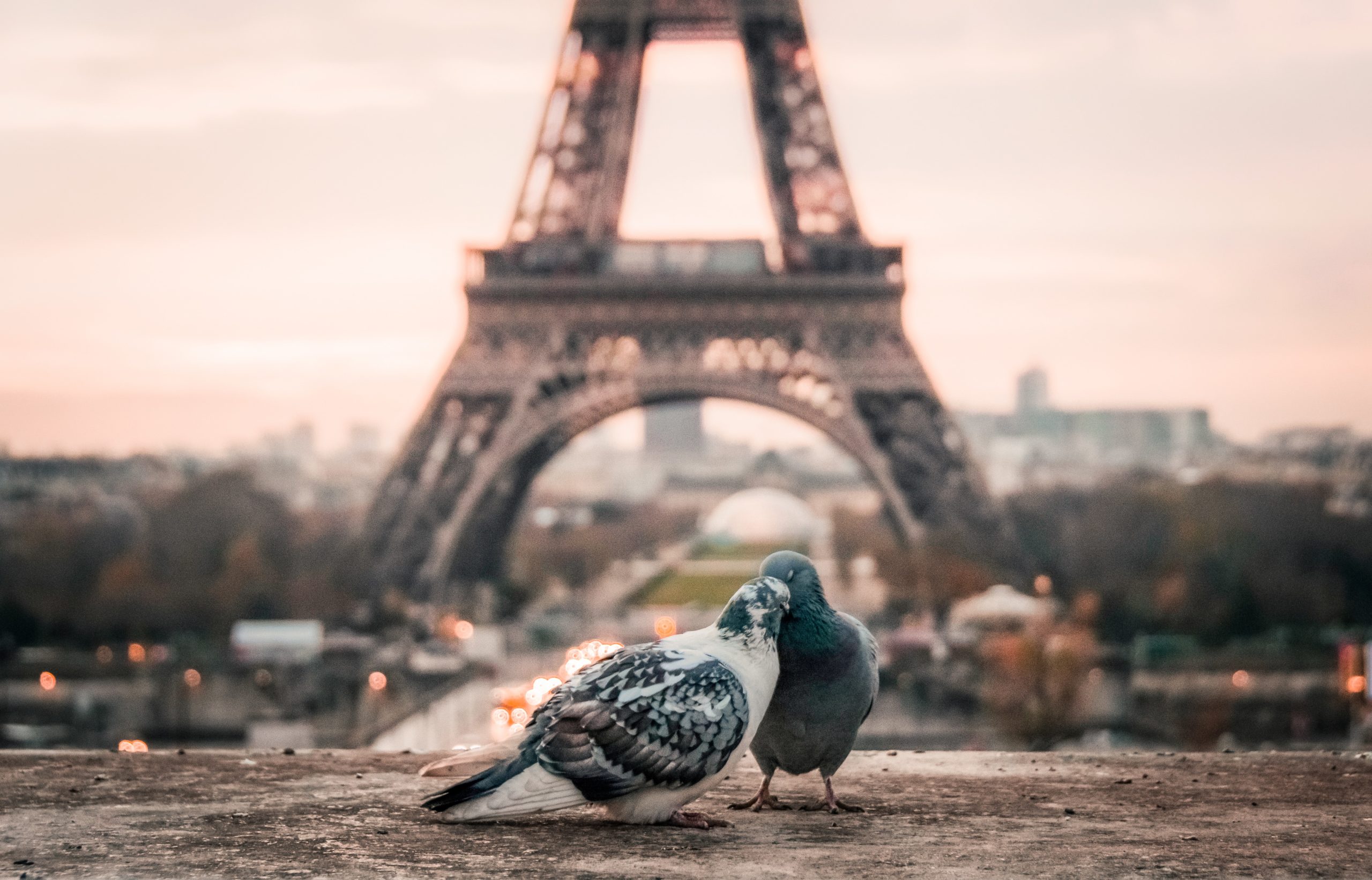 Deux pigeons devant la tour Eiffel