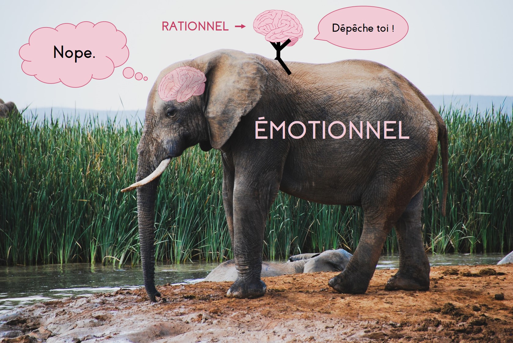 La métaphore de l'éléphant pour comprendre l'intelligence émotionnelle