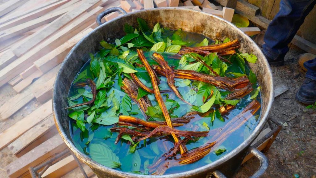 Préparation de yagé à base d'ayahuasca et de chacruna - CBC - Mark Kelly