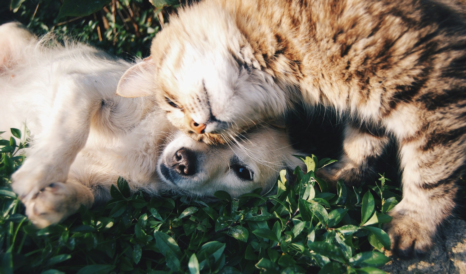 Un chat et un chien qui se font des câlins en interdépendance affective